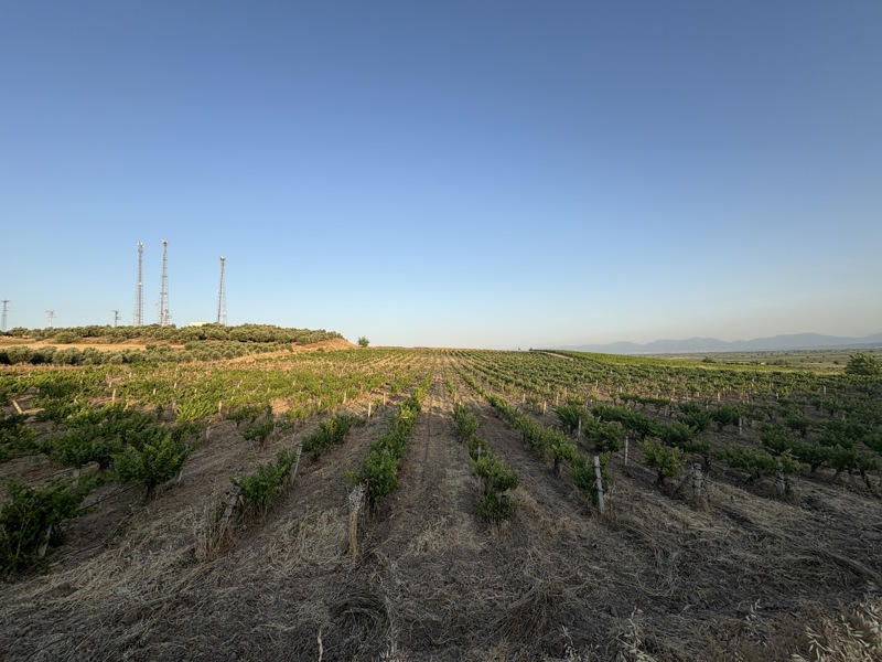 MANİSA SARUHANLI'DA 30.619 M2 SATILIK TARLA (101196475)